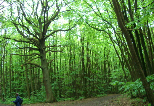 Forêt de Montmorency (3)