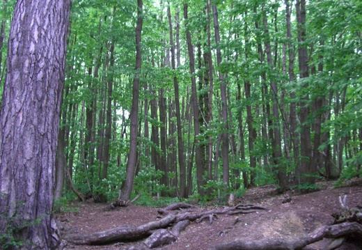 Forêt de Montmorency (4)
