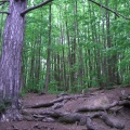 Forêt de Montmorency (4)