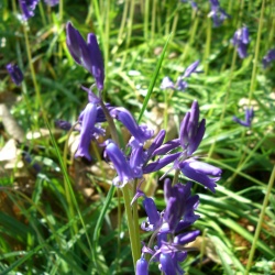 4_Gazeran-la Guéville-la Drouette