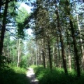 Forêt de Coye (1)