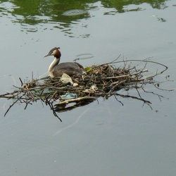 5_Forêt de Coye 23 mai 2009 JJG
