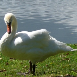 7_La Guesle 27 juin 2009 JJG