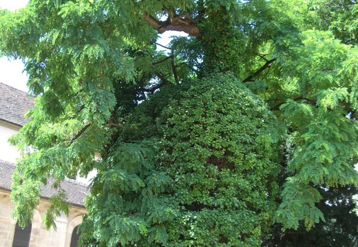 45_le plus vieil arbre de Paris