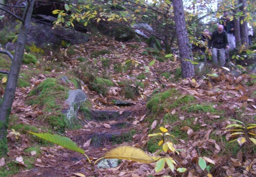 Forêt des 3 Pignons
