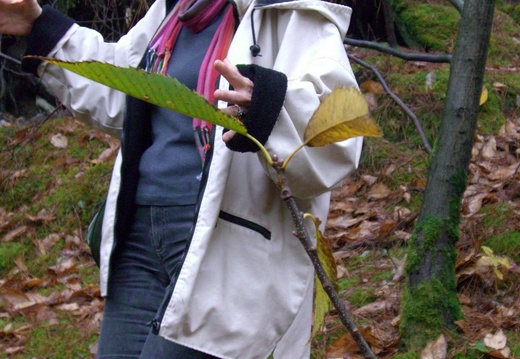 24 oct 09 je dans dans la forêt
