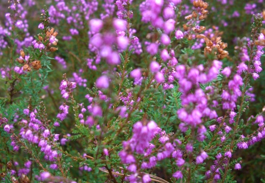 Bruyère en fleur 1