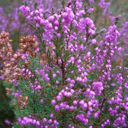 15_Forêt des 3 Pignons 24 oct 2009