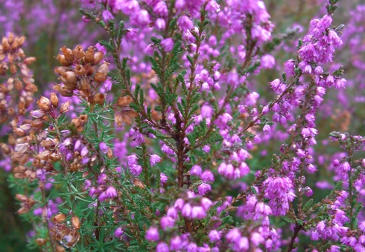 bruyère en fleur 2