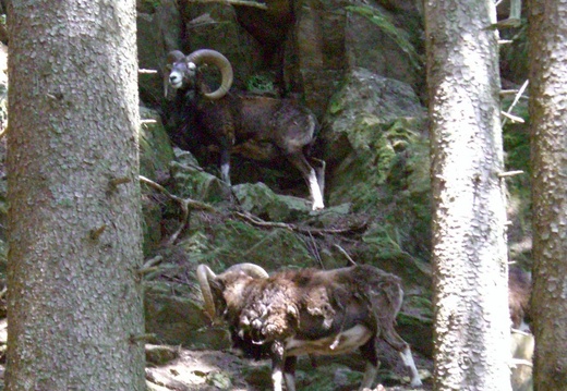 2_Mouflons en face les Houches