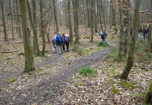 4_Forêt de Marly 27 mars 2010 JJG 4_Forêt de Marly 27 mars 2010 JJG