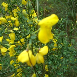 7_ les Vaux de Cernay 1er mai 2010