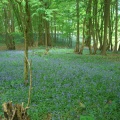 Un sous-bois plein de clochettes bleu