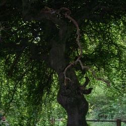 Forêt de Compiègne les Beaux Monts