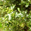 P1040088