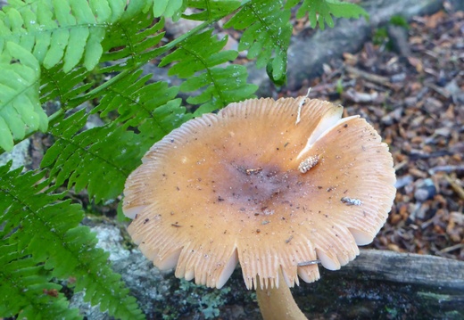 P1040118