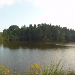 Sorques_Forêt de Fontainebleau