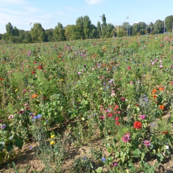 136_Marche contre le cancer Rueil