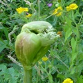 Une chouette chouette en fleur