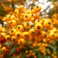 P1050258