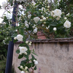 Gerberoy Fête de la rose 2017