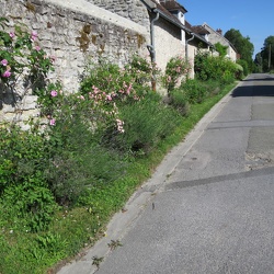 Abbaye de Chaalis 2017