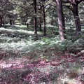 IMG00034-15Juillet