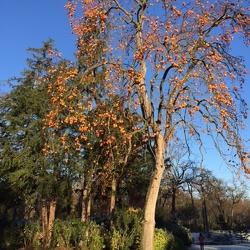Bois de Boulogne et Parc de Bagatelle