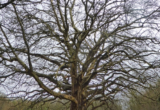 1-La rando commence par des arbres remarquables du parc du château du Marais_P1070027