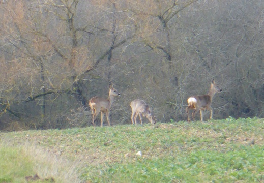 14-On a rencontré une harde de biches.P1070048