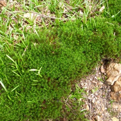 La Butte de Tous Vents et les Bois du Marais