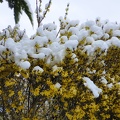 3_...sur les forsythias
