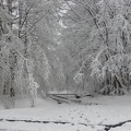 26_Les branches des arbres plient sous le poids de la neige