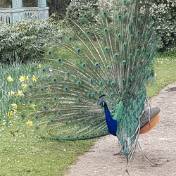 De Louis XIV à De Dion Bouton