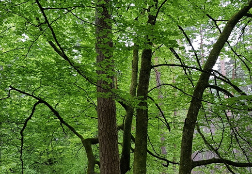 Forêt de Fontainebleau