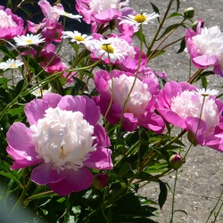 Gerberoy Fête de la rose 2018