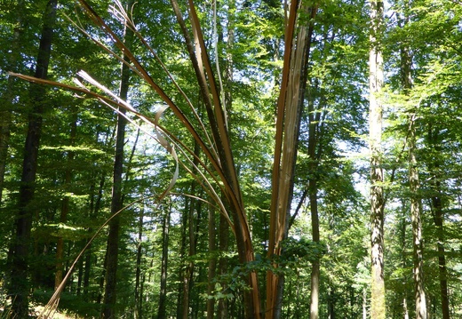 40- Un tronc d'arbre éclaté