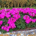 200642 géranium