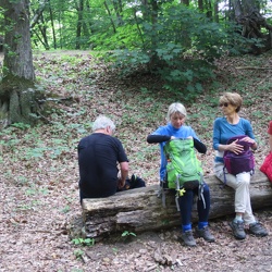 Yerres - Bois de la Grange (91)
