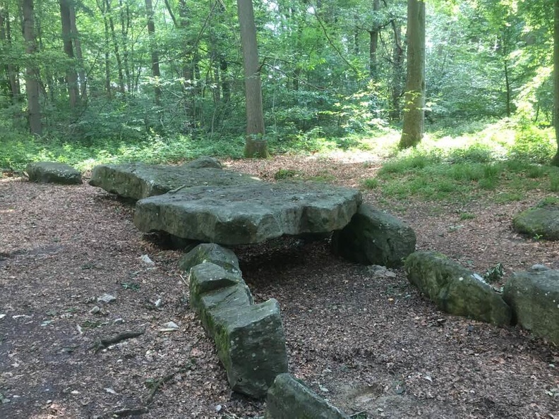 foretCarnelle5.JPG