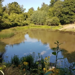 Forêt de Rambouillet - Les étangs