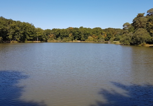 Forêt de Rambouillet