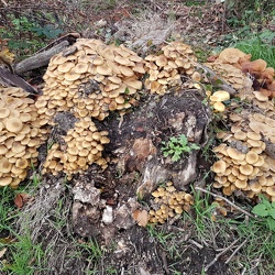 Rethondes : Forêt de Compiègne (60)