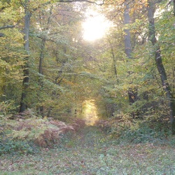 Rethondes : Forêt de Compiègne (60)