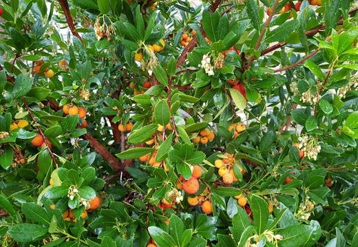 Arbousier 120646-001