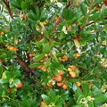 Arbousier 120646-001