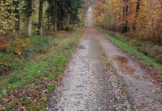 F d'Armainvilliers le 23 nov 2019 152148-001