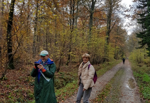En forêt d'Armainvilliers (77) 152126-001
