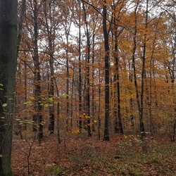 Forêt de Ferrières - Armainvilliers