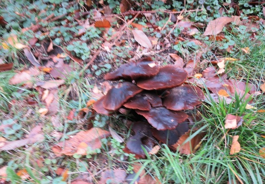 Sonchamp - Bois de Pinceloup (78)